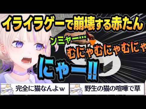 【赤たん発狂】莉々華からもらったゲームで人語を失い猫になるばんちょーｗｗｗ【 #轟はじめ #ホロライブ #ホロライブ切り抜き #regloss 】