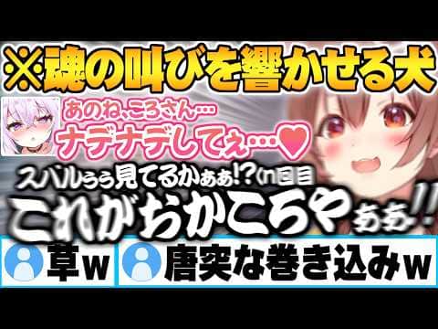 頻度の多い"スバおか"への自身の見解を話しイチャ付くたびに恥ずかしくなりスバルへ魂の言葉を何度も響かせるころさんw【猫又おかゆ 戌神ころね おかころ 大空スバル ホロライブ 切り抜き Vtuber】