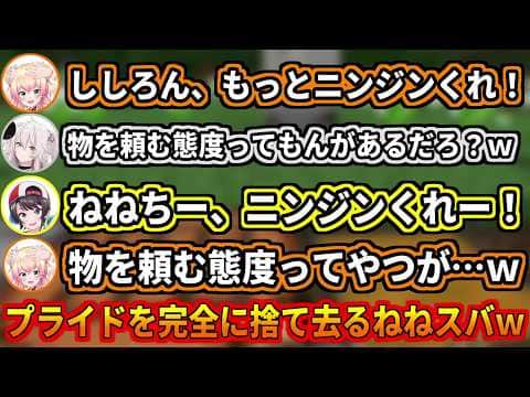 ニンジンの為にプライドを完全に捨て去るねねスバw