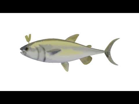 smells fishy in here... 【SNEMBERS ONLY】