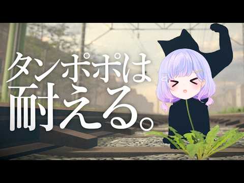 Ameru Ch.星降 あめる