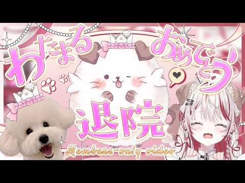 【 メン限🔑 】 わたまる退院祝いとこの間のお話🐶💗おかえり!【 瀬島るい┋ななしいんく】