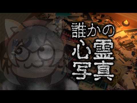 シマハイイロギツネ / Island Fox