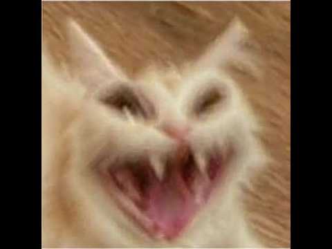 류채경