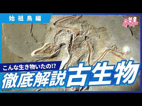 【古生物学】RPNP古生物学ニュース「最古の鳥!始祖鳥編」#恐竜 #化石 #解説