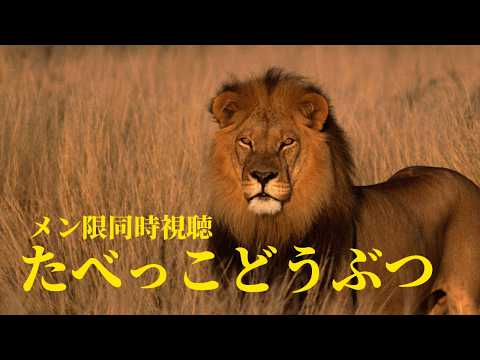 【メンバー限定】同時視聴 たべっこどうぶつ THE MOVIE【荒咬オウガ /ホロスターズ】