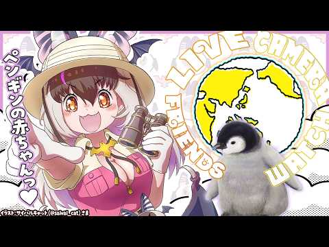ウサギコウモリ / Brown Long-eared Bat