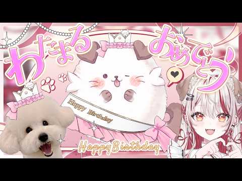 【 わたまる誕生日記念🍰 】足ケガしちゃったけど元気なわたまるお祝いしにきて🐶💗【 瀬島るい┋ななしいんく】
