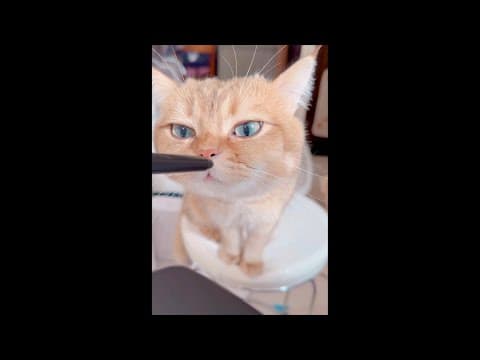 目目生日會😺