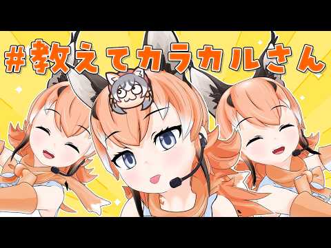 シマハイイロギツネ / Island Fox