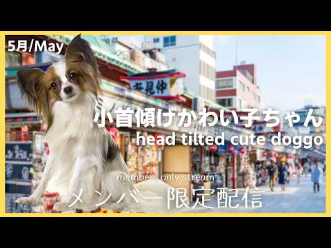 Iori Ch. 白鹿いおり【Phase Connect】