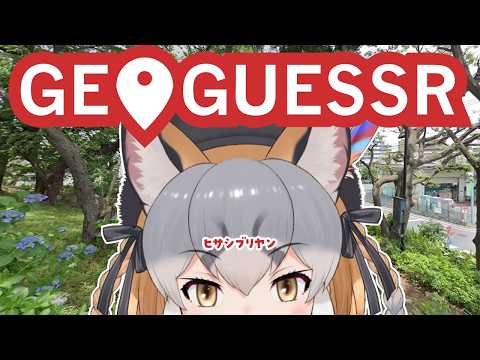 シマハイイロギツネ / Island Fox