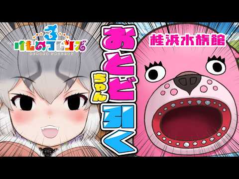 シマハイイロギツネ / Island Fox