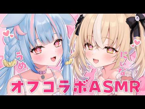 Ume Ch. 狛犬うめ