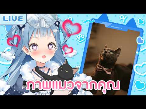 รีวิวภาพแมวจากคุณ