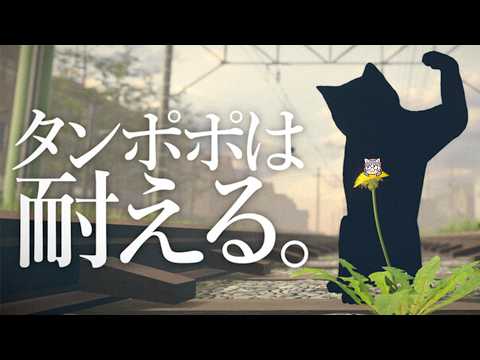 シマハイイロギツネ / Island Fox
