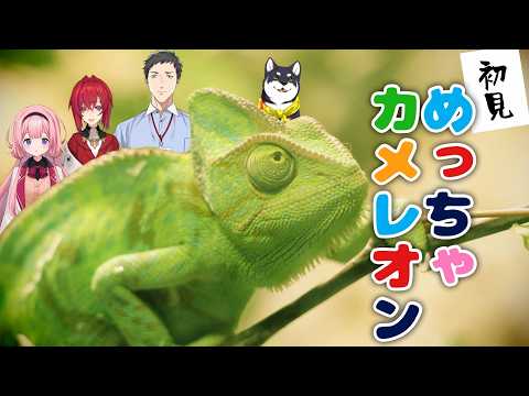 周央 サンゴ / Suo Sango【にじさんじ】