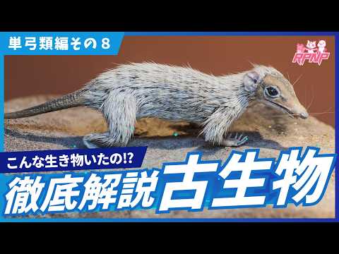 白亜マウルの古生物学チャンネル