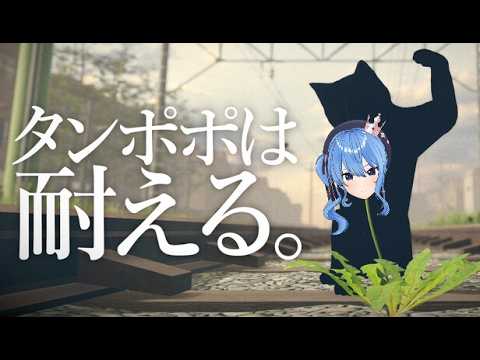 Suisei Channel